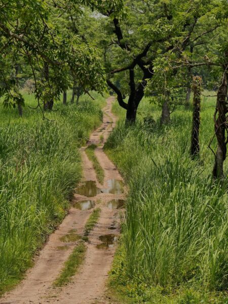 paadje tijdens hike, Chitwan National Park