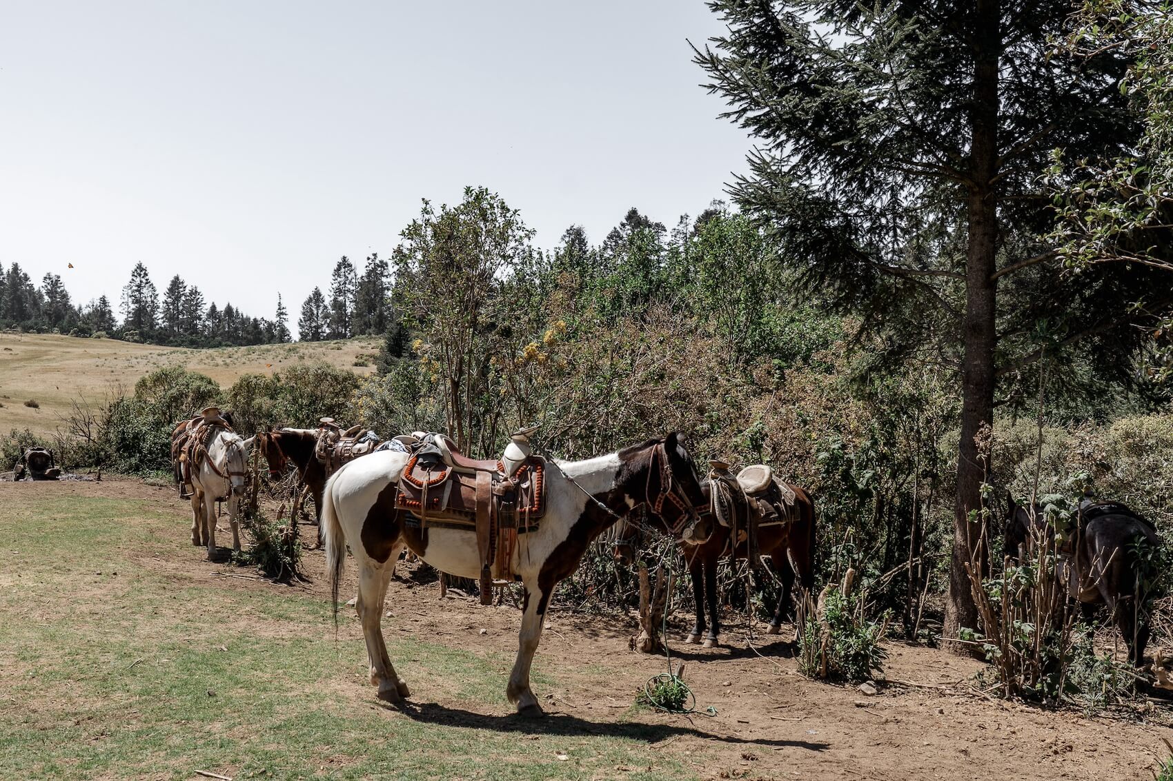 paarden bij ingang sanctuary Mexico