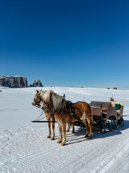 paarden seiser alm slee zuid-tirol