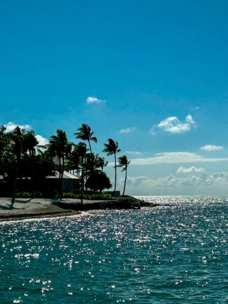 palmbomen Key Largo