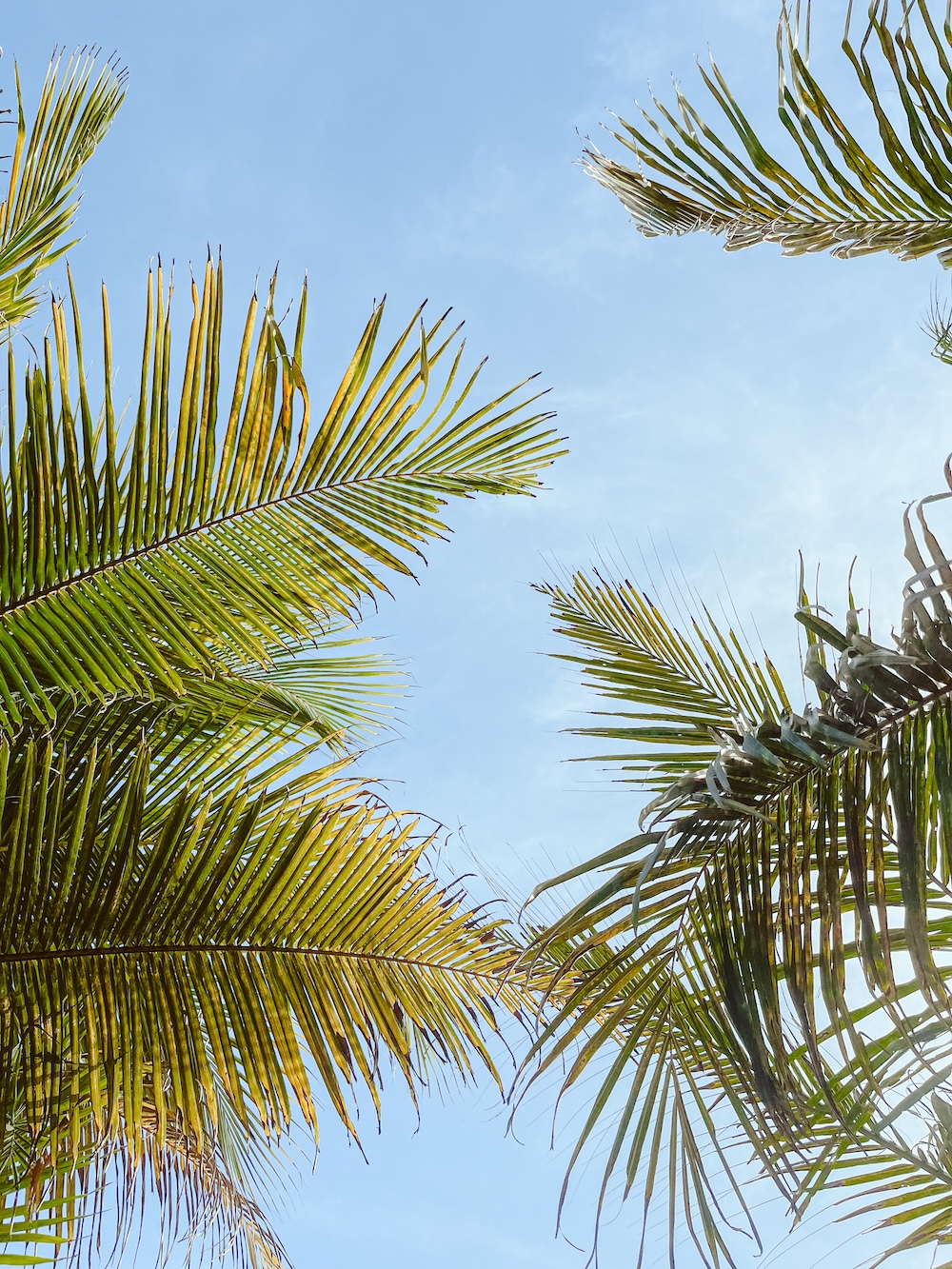 palmbomen Las Peñitas