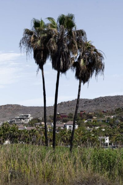palmbomen Todos Santos