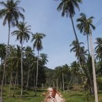 palmbomen in thailand koh phangan