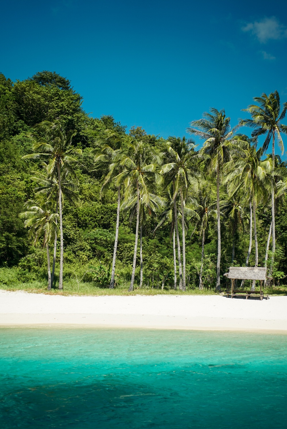 palmbomen langs de kust Filipijnen