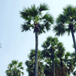 palmbomen myanmar bagan