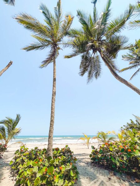 palmbomen op strand Costeño Beach