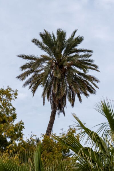 palmboom bij La Ventana