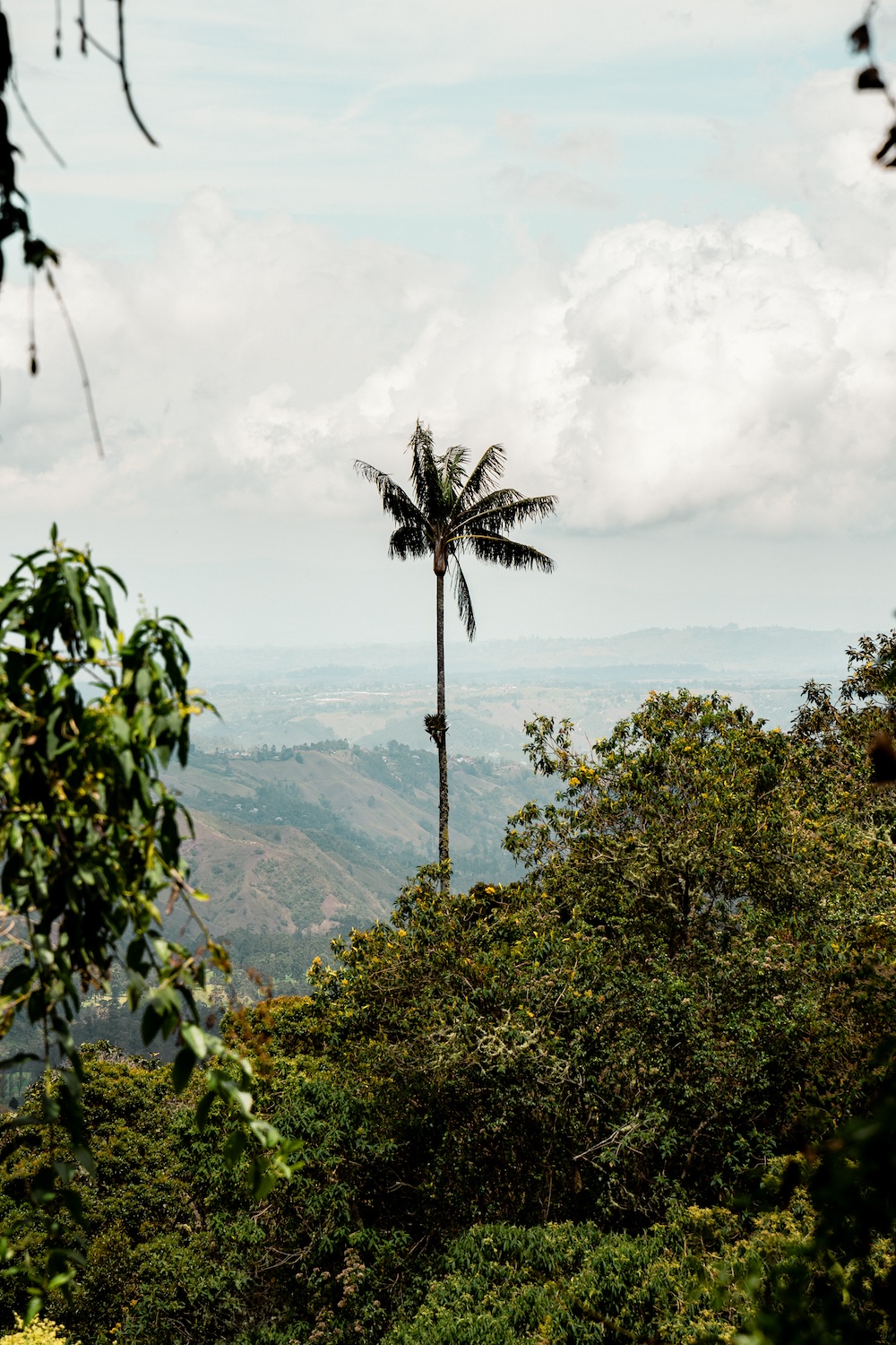 palmboom in Cocora Vallei