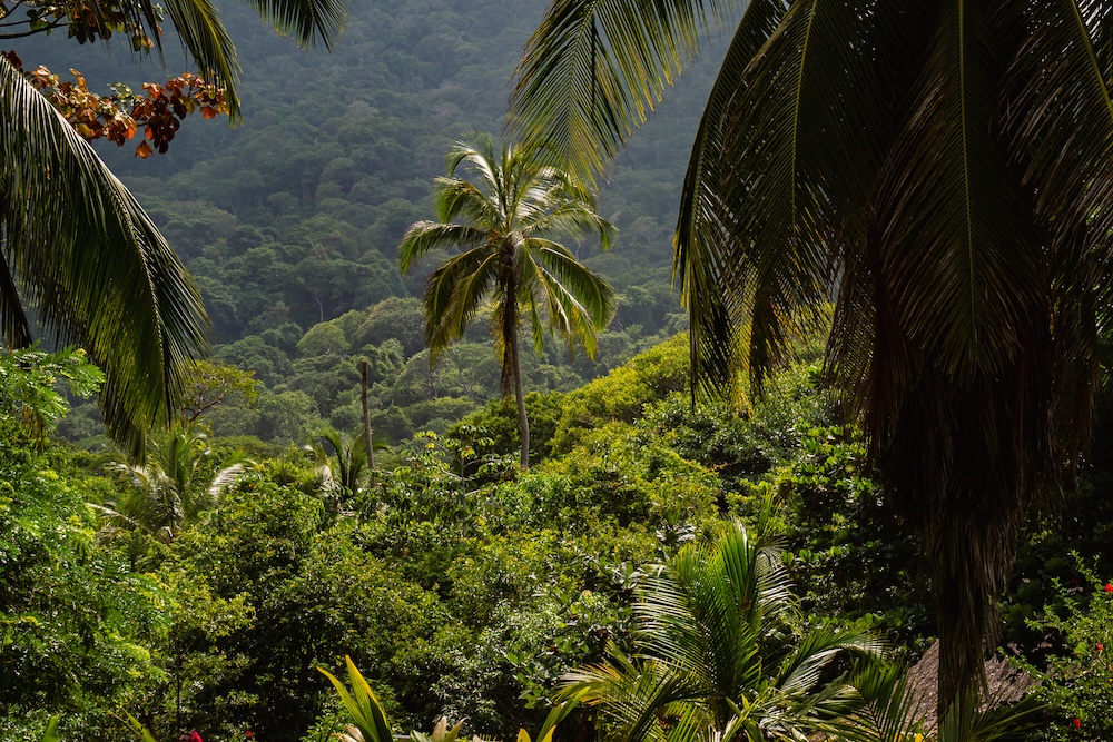 palmboom in Tayrona