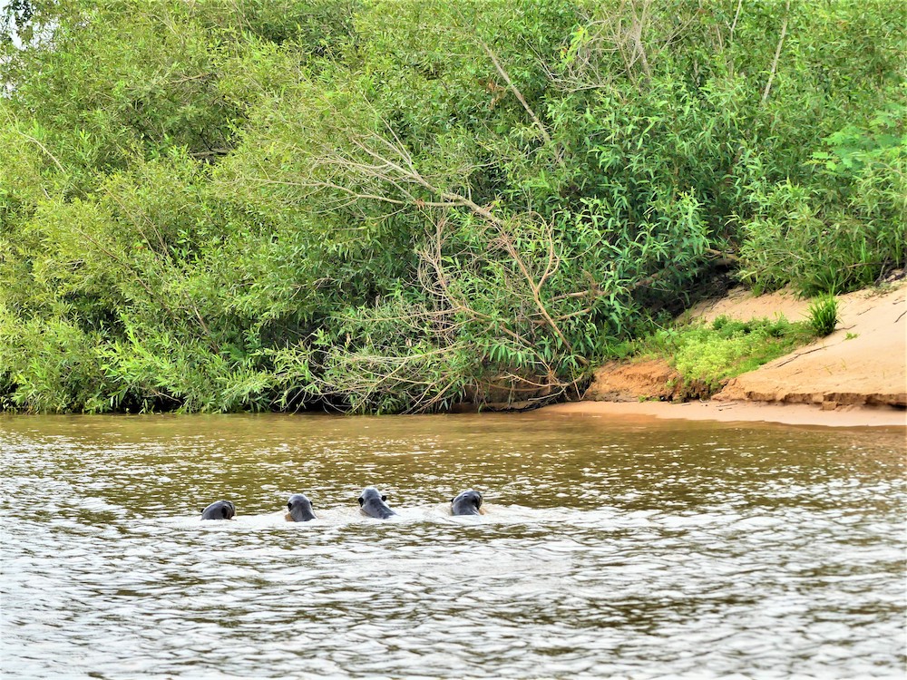 pantanal beste reistijd brazilie