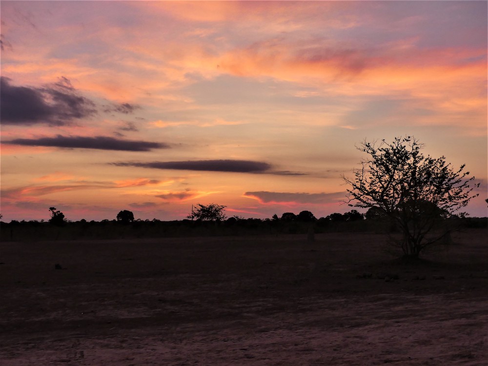 pantanal bezienswaardigheden brazilie