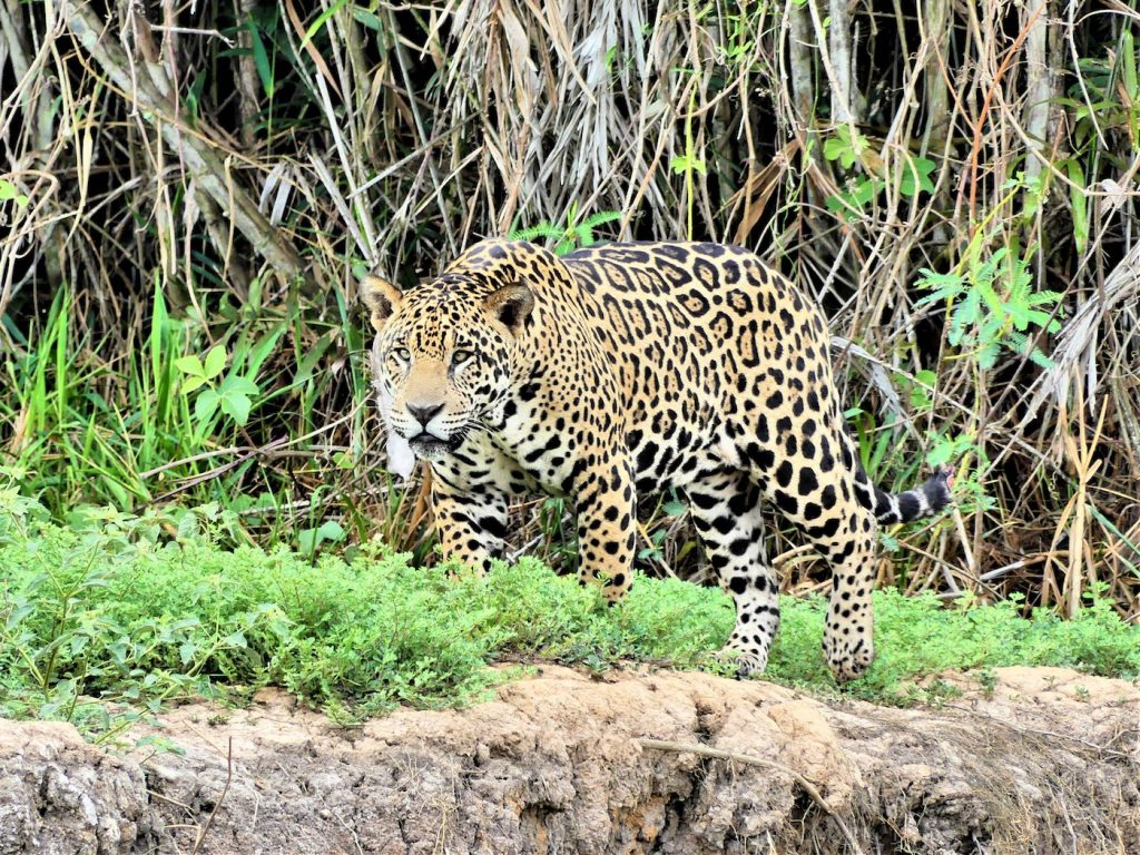 pantanal brazilie jaguars