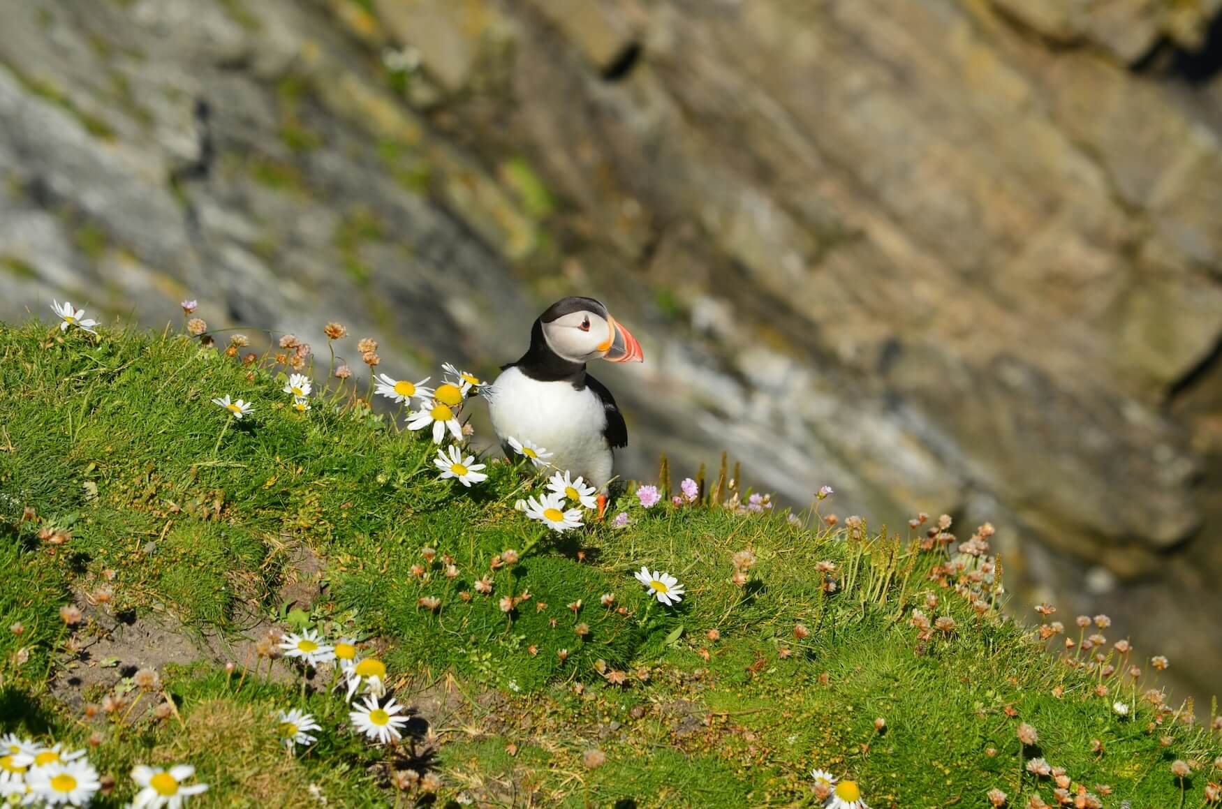 papegaaiduiker op Shetland
