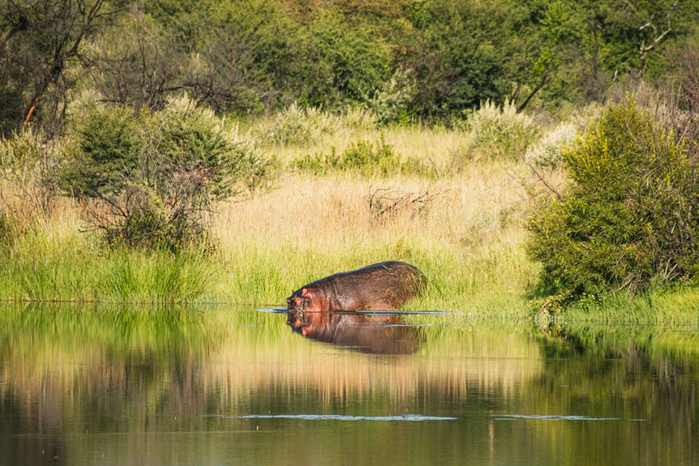 pilanesberg national park big five nijlpaard