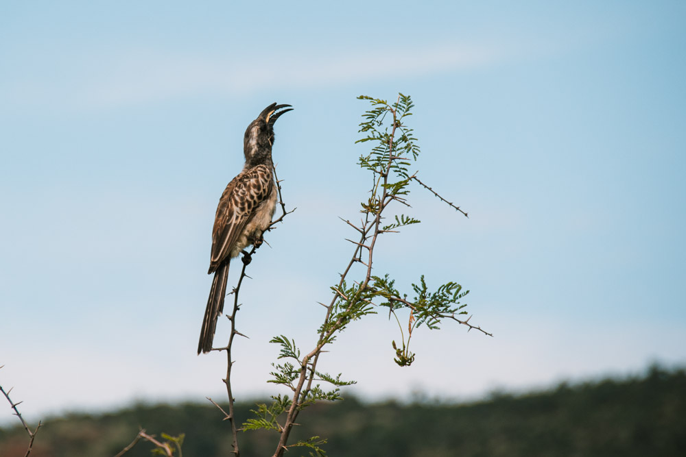 pilanesberg national park birdwatching