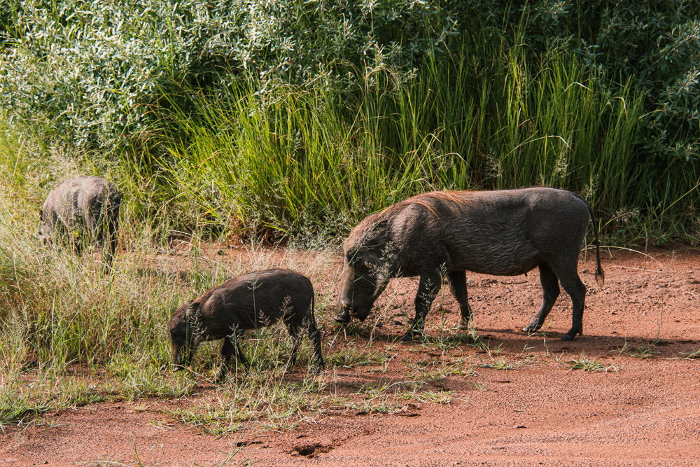 pilanesberg national park safari dieren