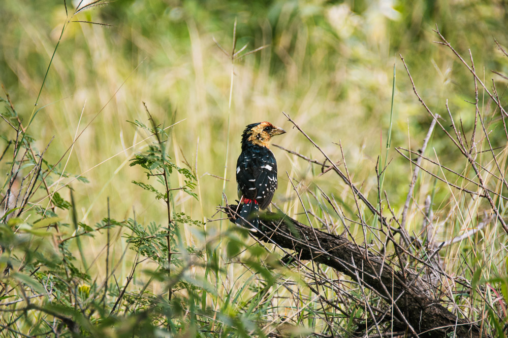 pilanesberg national park vogels birdwatching