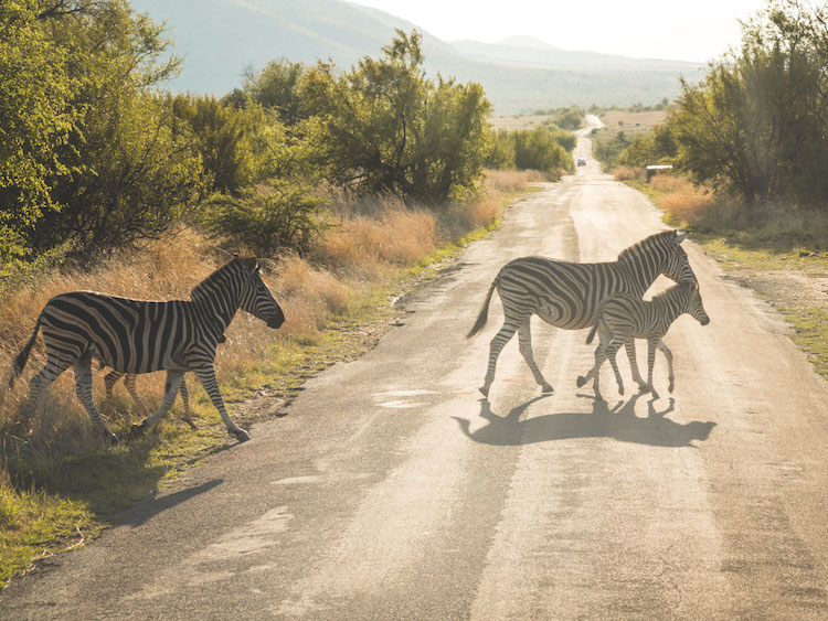 pilanesberg zuid afrika zebra