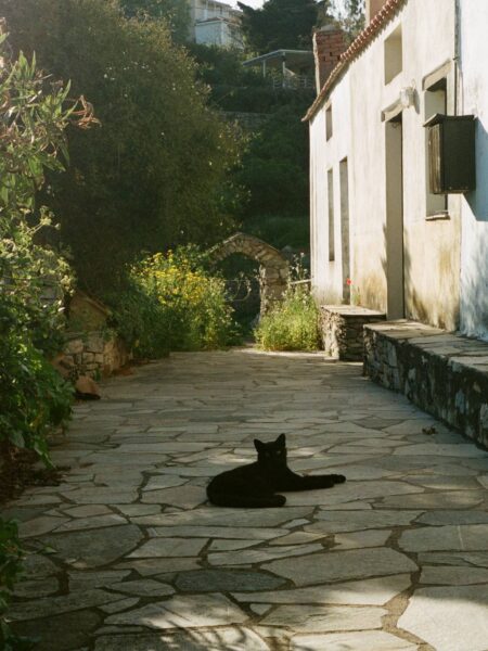 poes in old village