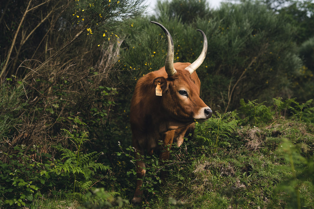 portugal natuur koe