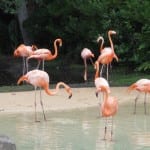 SeaWorld flamingo's