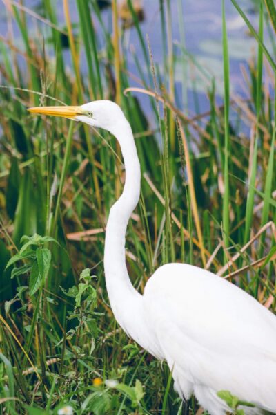 reiger in Everglades