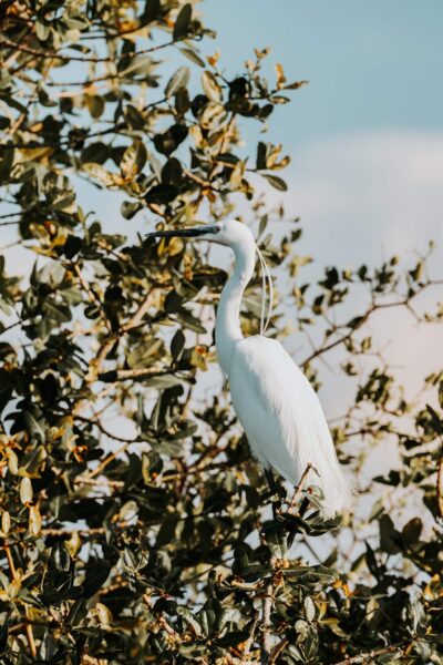 reisroute Namibië, Zambezi regio, reiger