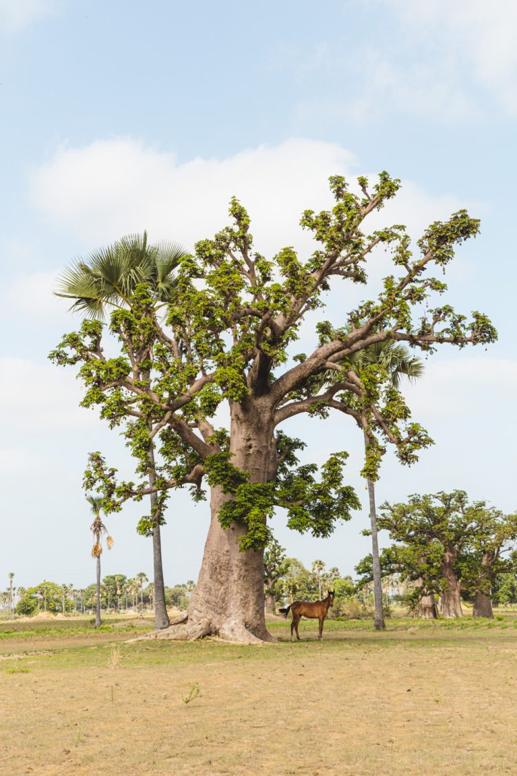 reizen door Senegal Baobab bomen