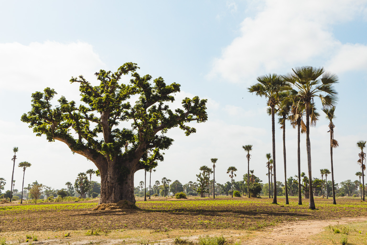 reizen naar Senegal baobab boom