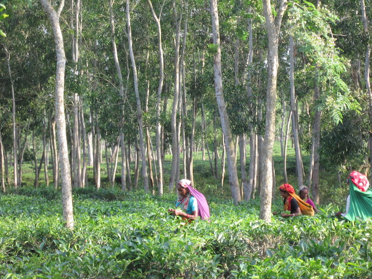 reizen bangladesh