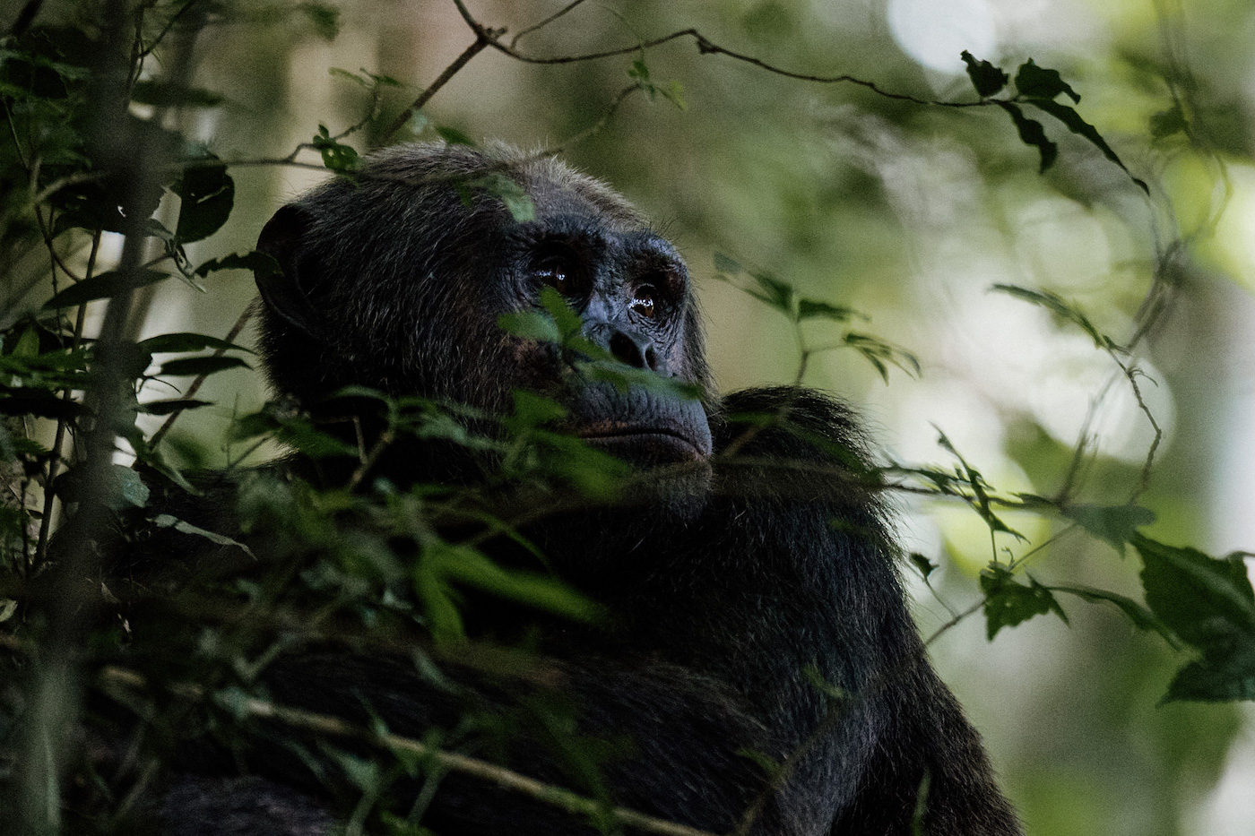 reizen rwanda chimpansee