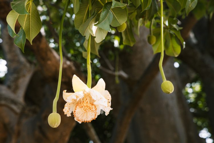 reizen senegal baobab bloem