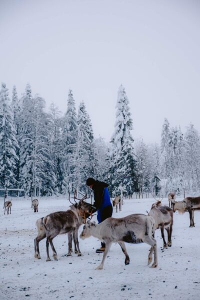 rendieren voeren in Kuusamo