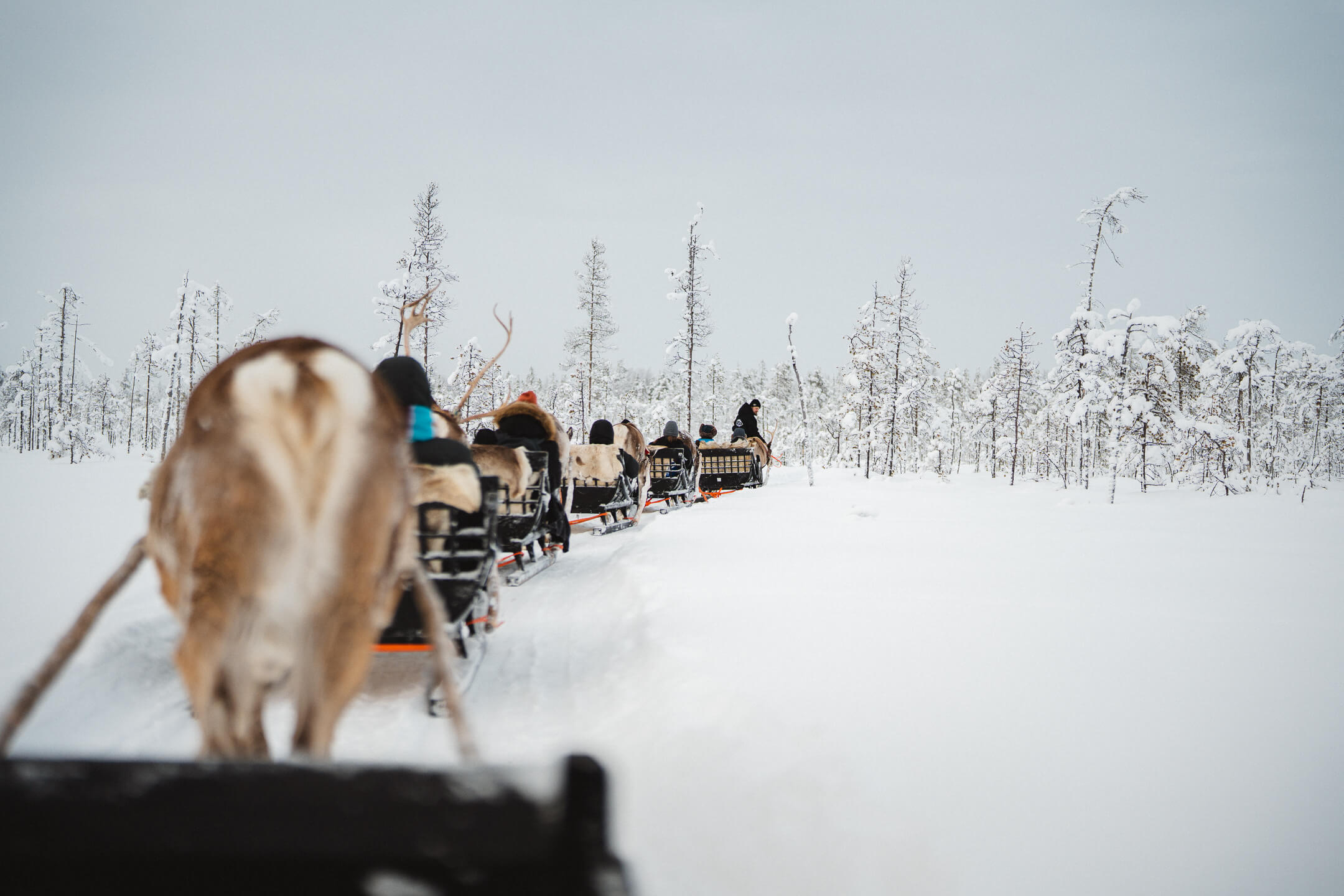 review lapland travel rendierenslee excursie
