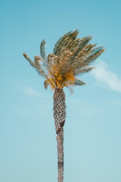 Palm tree with green fronds swaying against a clear blue sky.