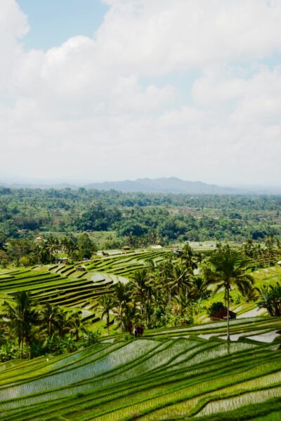 rijstvelden bali Jatiluwih