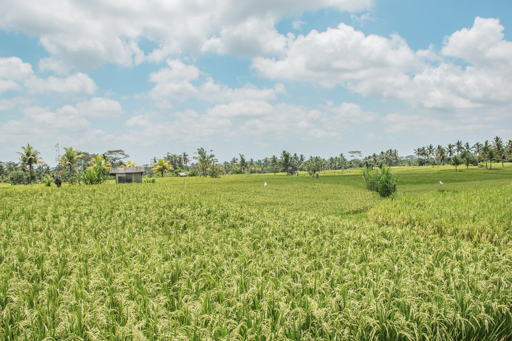 rijstvelden bali_-2