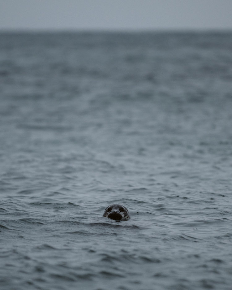 roadtrip schotland zeehond in zee