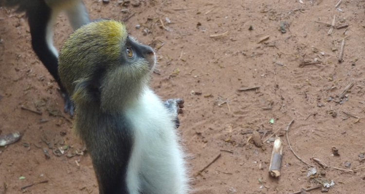 rondreis ghana dieren