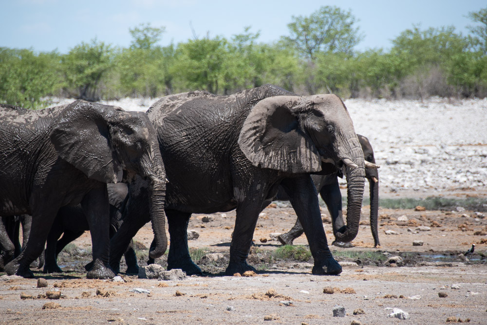 rondreis namibie Etosha