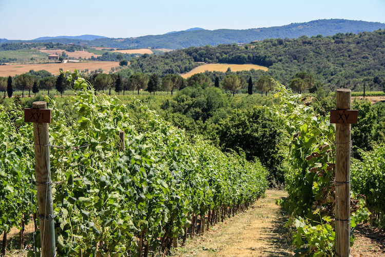 rondreis umbrie tips 1 winery B
