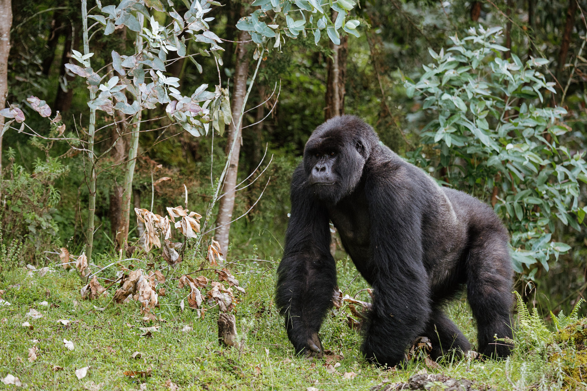rwanda vakantie gorillas