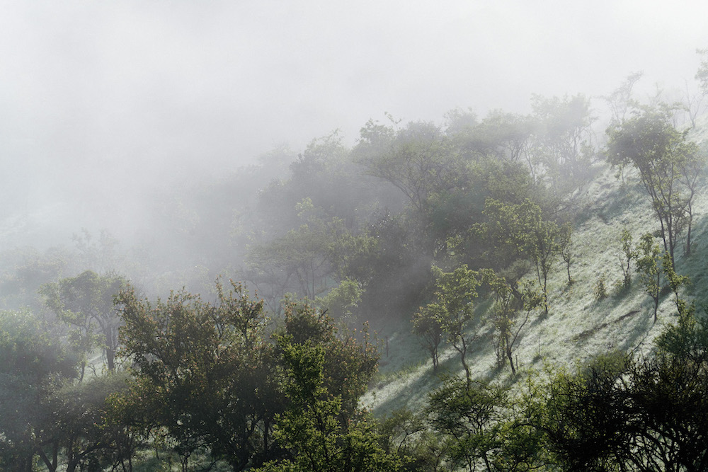 rwanda jungle mistig