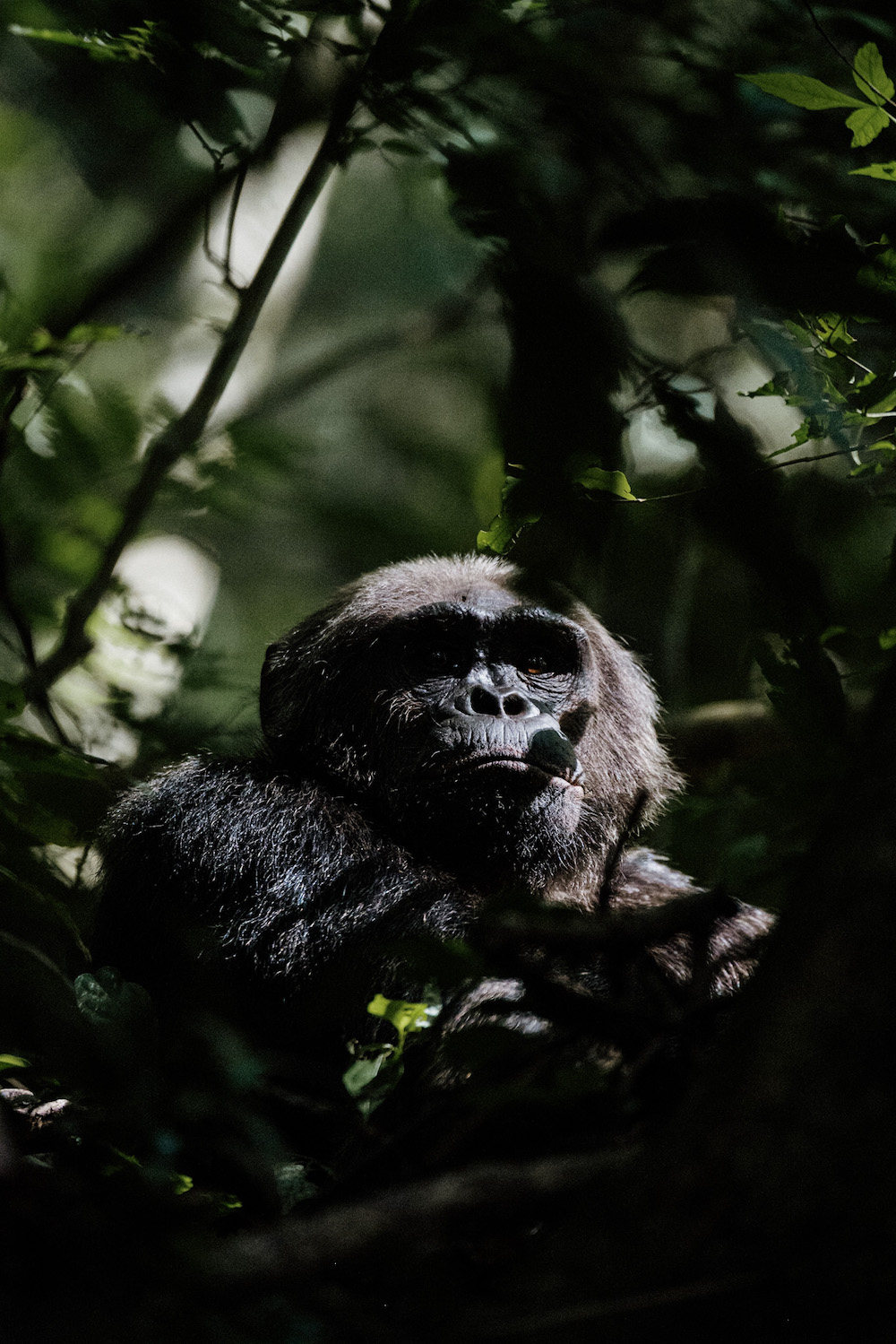 rwanda reizen chimpansee