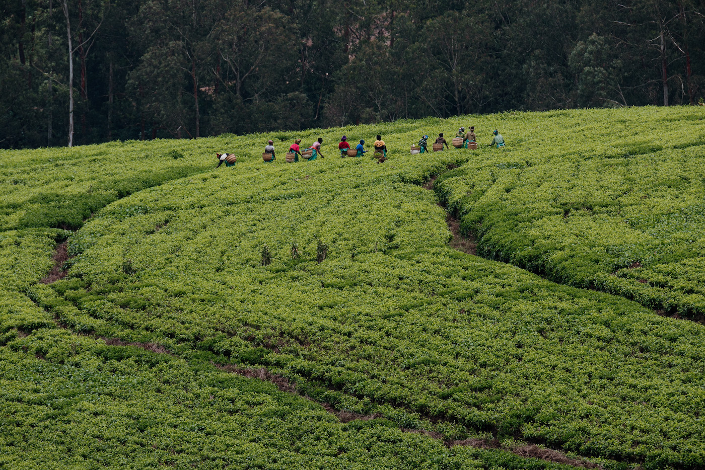 rwanda vakantie plantage