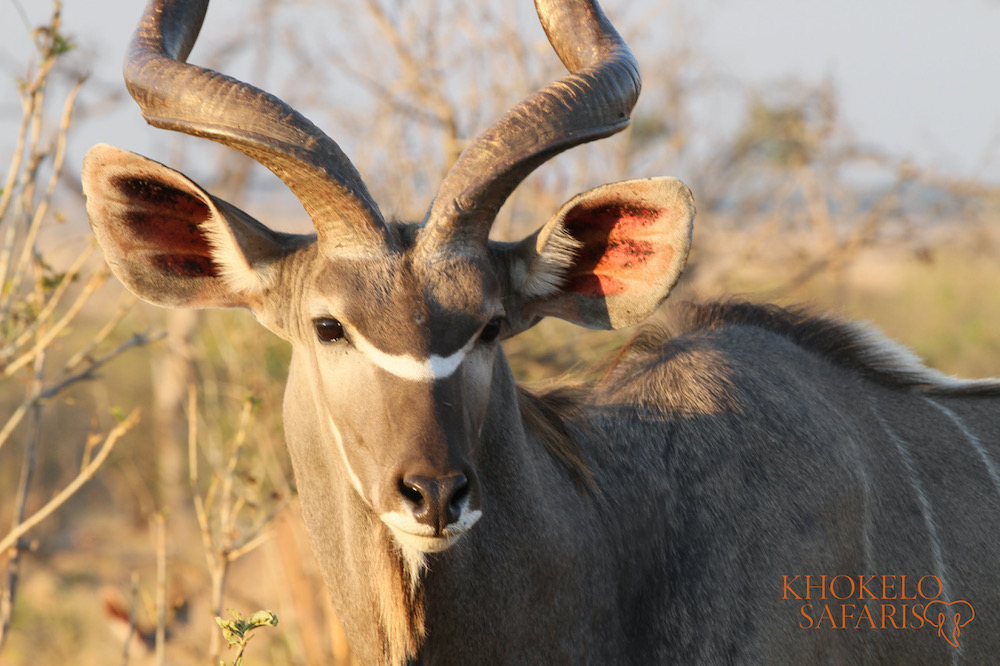 safari Botswana