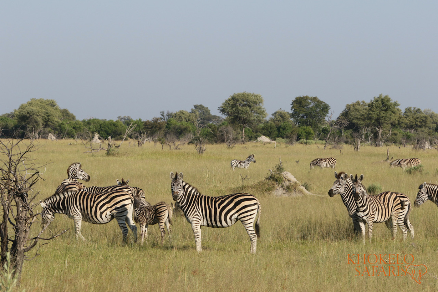 safari in Botswana self drive