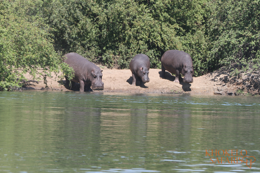 safari in Botswana