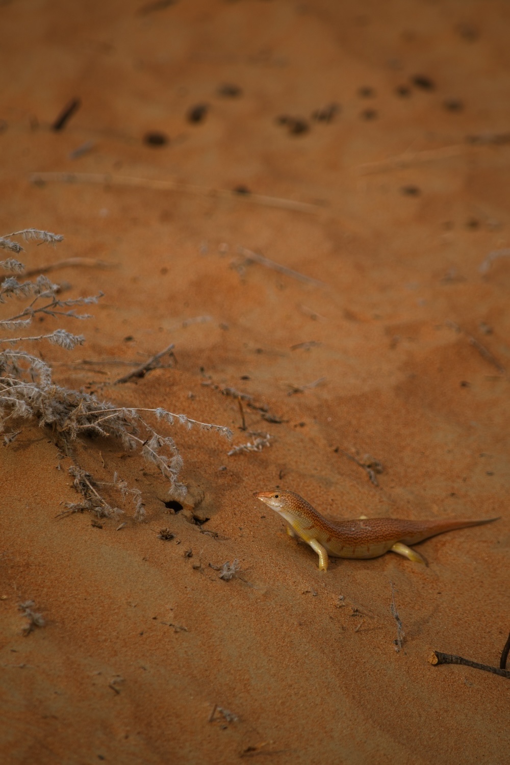 salamander Dubai Desert