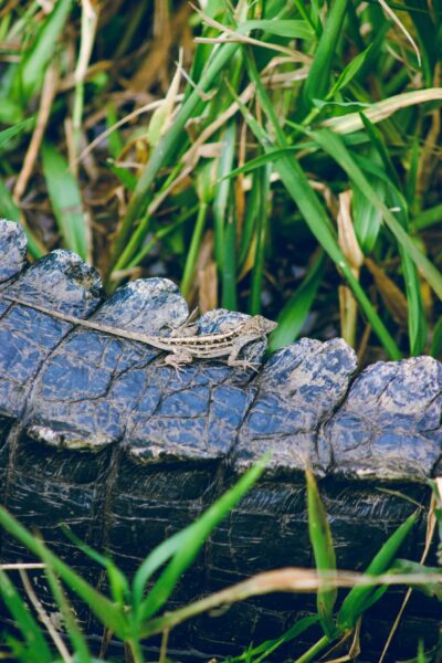 salamander op alligator staart, Everglades